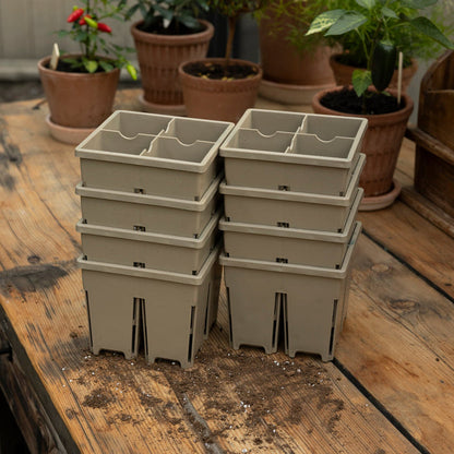 Driftwood / Eight Pack