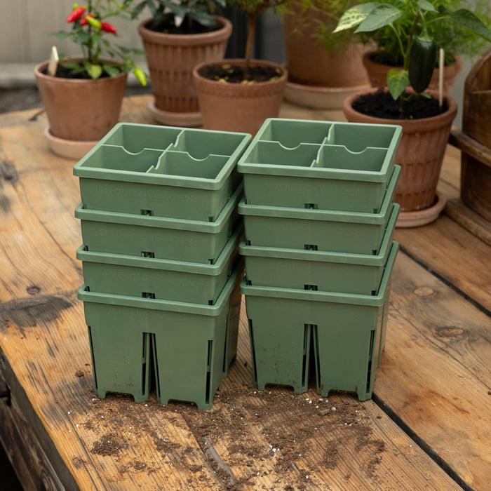 Wild Sage / Eight Pack