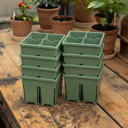 Wild Sage / Eight Pack