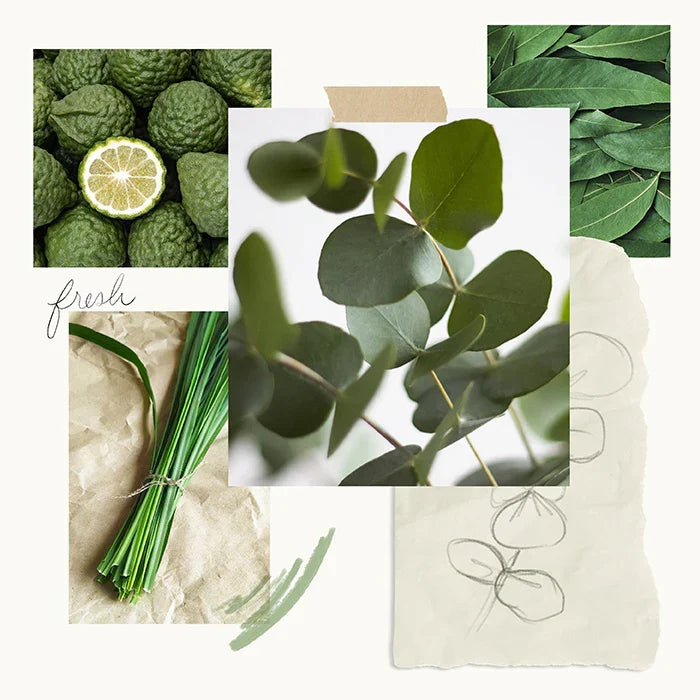 Thymes Eucalyptus Petite Reed Diffuser